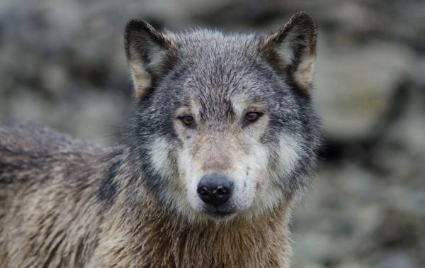 Video revela hasta dónde llegan los lobos para robar comida
