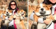 There’s A Facebook Group Dedicated To Pics Of Disapproving Corgis And Here Are 28 Of The Best Ones