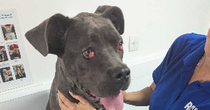 RSPCA shames thug who hit, threw and kicked his dogs in doorbell video clips