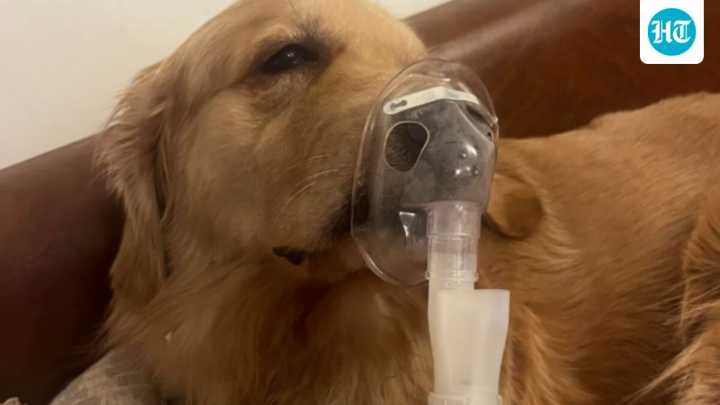 Golden Retriever uses nebuliser amid Delhi smog: ‘Diagnosed with bronchitis’