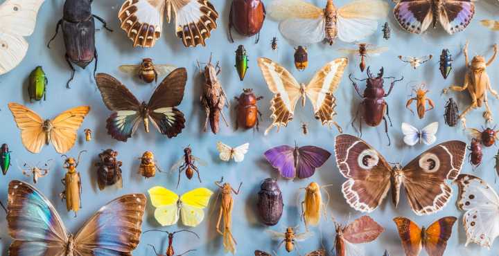 A Looming ‘Insect Apocalypse’ Could Put Global Food Supplies at Risk