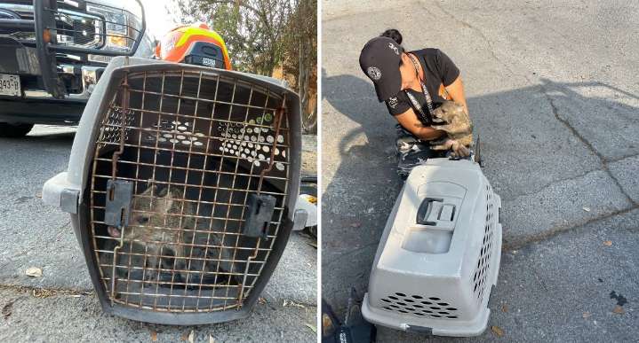 Rescatan a pecarí bebé en alcantarilla de Guadalupe