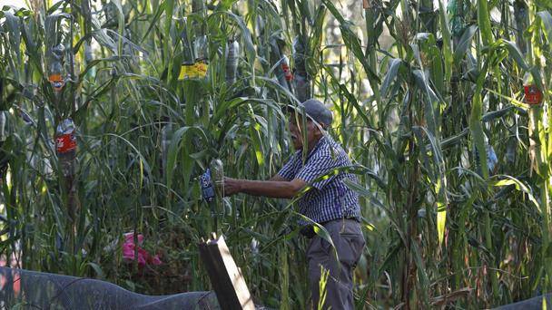 Jalisco tendrá más reuniones con maiceros; descartan nuevos paros