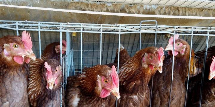 Siete de cada diez peruanos rechaza el maltrato animal en la industria peruana del huevo, según encuesta