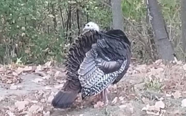 Happy Thanksgiving, Mama the turkey: Send us your pet stories