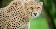 World’s rarest cheetahs arrive at zoo as part of conservation program