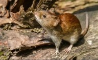 Hantavirus: confirmaron un caso en Bariloche