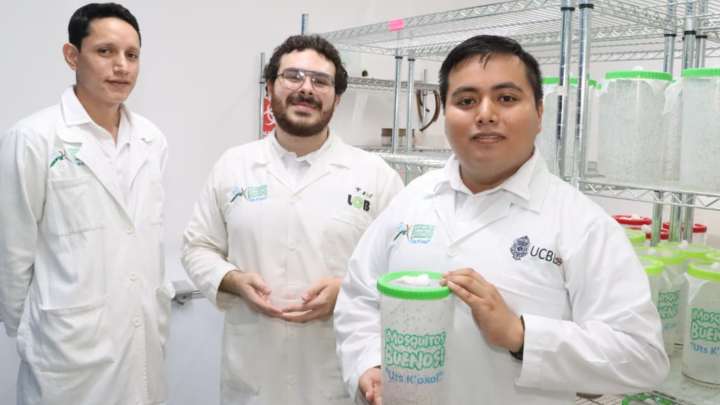 Crean Millones de 'Mosquitos Buenos' para Combatir al Dengue, Zika y Chikungunya, en Yucatán