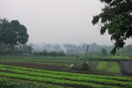 An American man and his son die after suffering stings from a swarm of wasps while ziplining in Laos