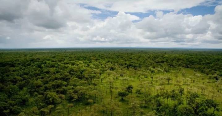COP30 en la amazonía brasileña: Chile inicia su participación con agenda enfocada en mercados de carbono y género