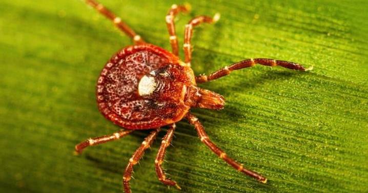 A red meat allergy caused by ticks killed a N.J. man. Here's what to know
