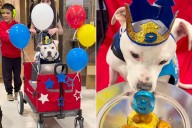 Elementary School Throws Deaf Therapy Dog a Surprise Birthday Party: Video