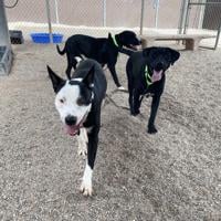 PACC asks Tucson community to help reduce overcrowded shelter as dogs face deadlines