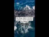 San Diego captain stumbles on 4-hour marine spectacle of a lifetime