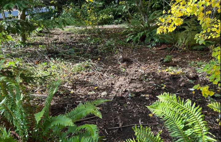 Blue Heron Park restoration project work party