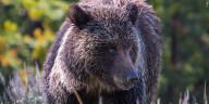 Grizzly bear attacks schoolchildren and teachers on walking trail, injuring 11