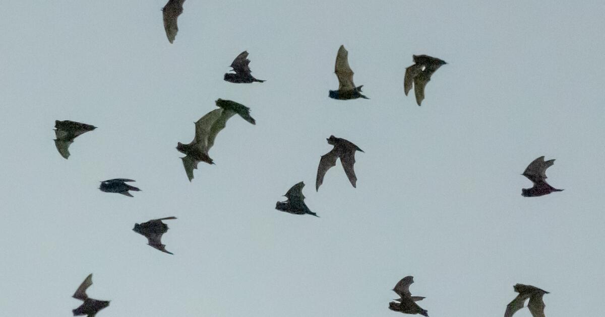 Second-highest number of rabid bats ever recorded in L.A. County, officials say