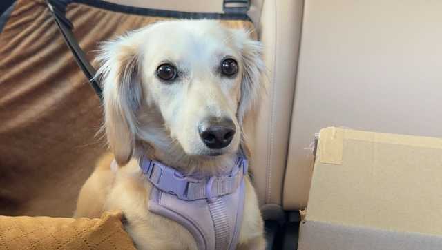 Dog reported missing after car is stolen out of Norwood parking lot