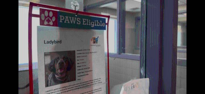 Animal Humane's PAWS provides one year of free veterinary care for eligible dogs