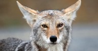 Wardens to conduct nighttime coyote hunts in Churchill after residents report sightings