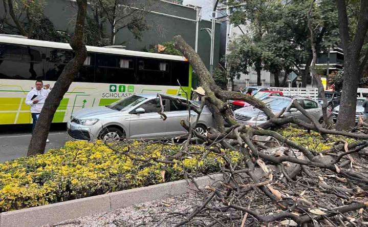 Árbol de gran tamaño cae sobre Paseo de la Reforma; causa daños a por lo menos 3 vehículos
