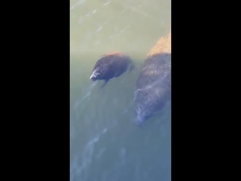 Manatees huddle for warmth in Apollo Beach