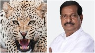 Maharashtra To Implement First-Of-Its-Kind Leopard Sterilisation Initiative Amid Attack Spike In Pune District, Announces Forest Minister Ganesh Naik