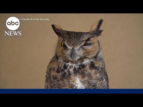 Owl rescued from concrete mixer now recovering in Utah