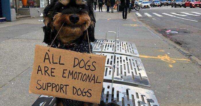 35 Funny Protest Signs From ‘Dog With Sign’ Who Has 174k Followers (New Pics)