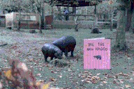 Haggis the pygmy hippo moves on out - The Edinburgh Reporter