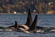 Endangered orcas return to Puget Sound without newborn J64, presumed dead