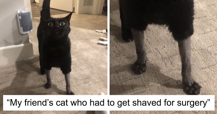 30 Pics Of Cats That Got Funny Haircuts At The Vet For Surgery