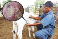 Aún no hay fecha para reabrir la frontera con EU: Sheinbaum