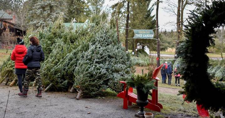 Should I buy a real Christmas tree now? What Ontario farmers are saying about this year’s crop