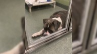 Florida Pup’s Silent Struggle Revealed In A Heartbreaking Shelter Video