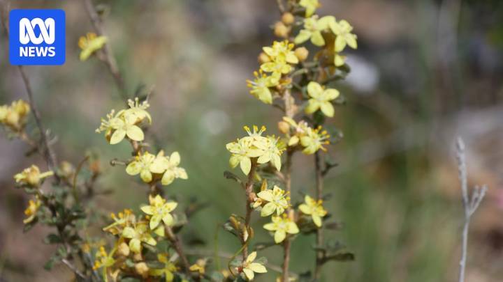 Critically endangered shrub on NSW Northern Tablelands could have prosperous future