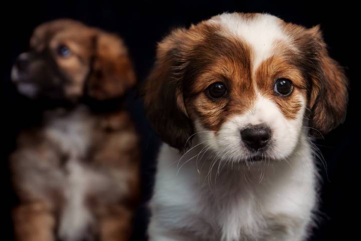 El rescate del pastor chiribaya, el perro preincainco que se resistió al abandono en Perú