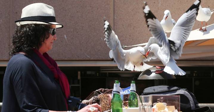 Seagulls more likely to leave you alone if you shout at them: study