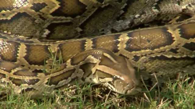 Burmese pythons expand their reach along Florida's Gulf Coast