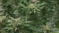 Detenido un alcalde por tener una plantación de marihuana en su casa