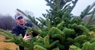 A Christmas tree-dition:  Area farms preparing for holiday season