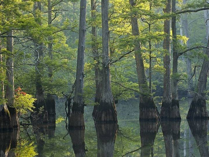 Tennessee protected 7,400 acres of ‘river swamp.’ The public will be able to visit.