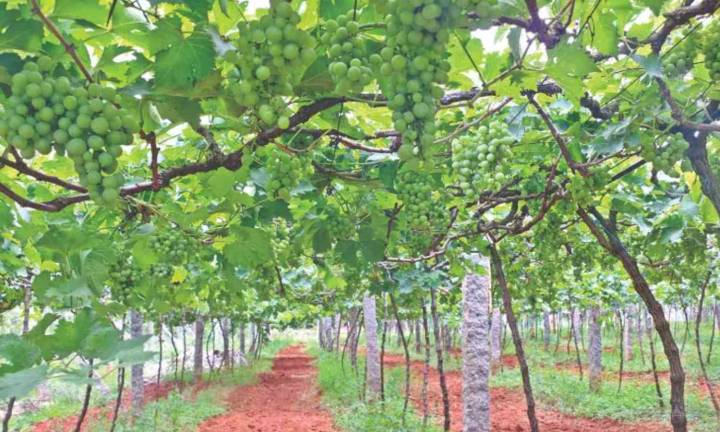 Tamil Nadu: Crop damage, low price worries grape growers
