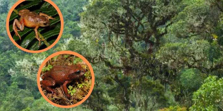 Descubren dos nuevas especies de ranas andinas en los “bosques enanos” del Parque Nacional Yanachaga