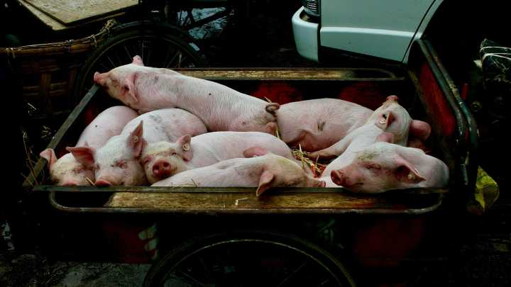 México suspende las importaciones de carne de cerdo de España por la peste porcina