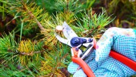 Avoid Cutting Back These 11 Evergreens In The Fall At All Costs