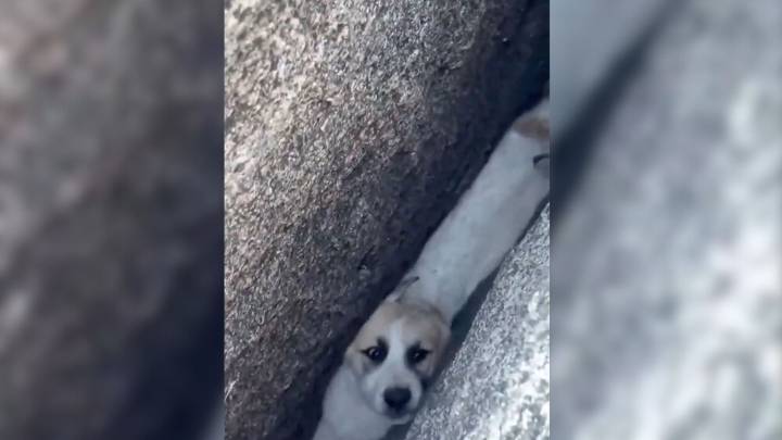 California Firefighters Were In Disbelief After Finding A Puppy Wedged In A Small Crack, So They Intervened