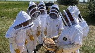 Alberta researcher pitches Australian-made beehives as new alternative for Canadian beekeepers