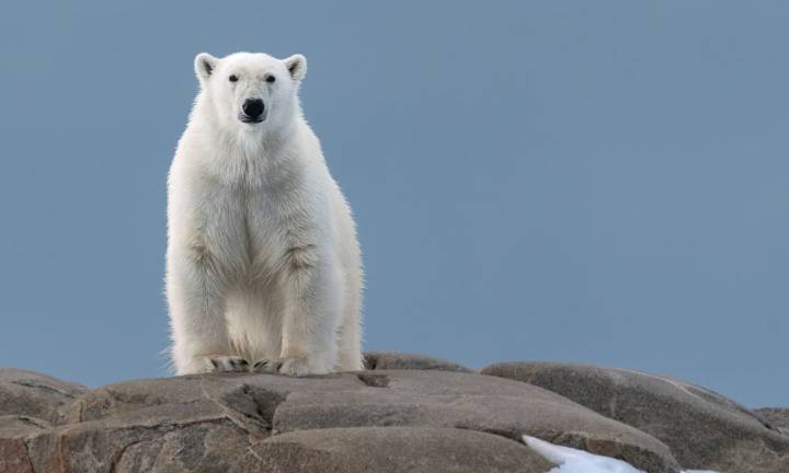 34-year-old worker looking to take photos mauled by polar bear