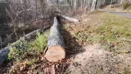 Man killed by falling tree branch on Putnam County trail while walking dogs